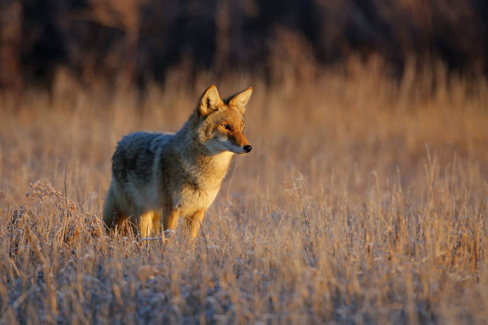 Coyote Management & Policy in California post image