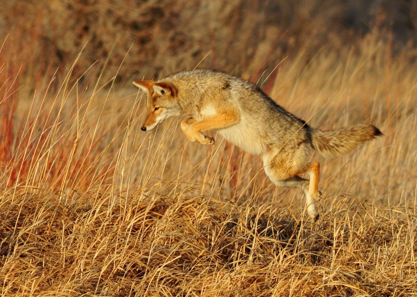 Ecological Role of Coyotes in California post image