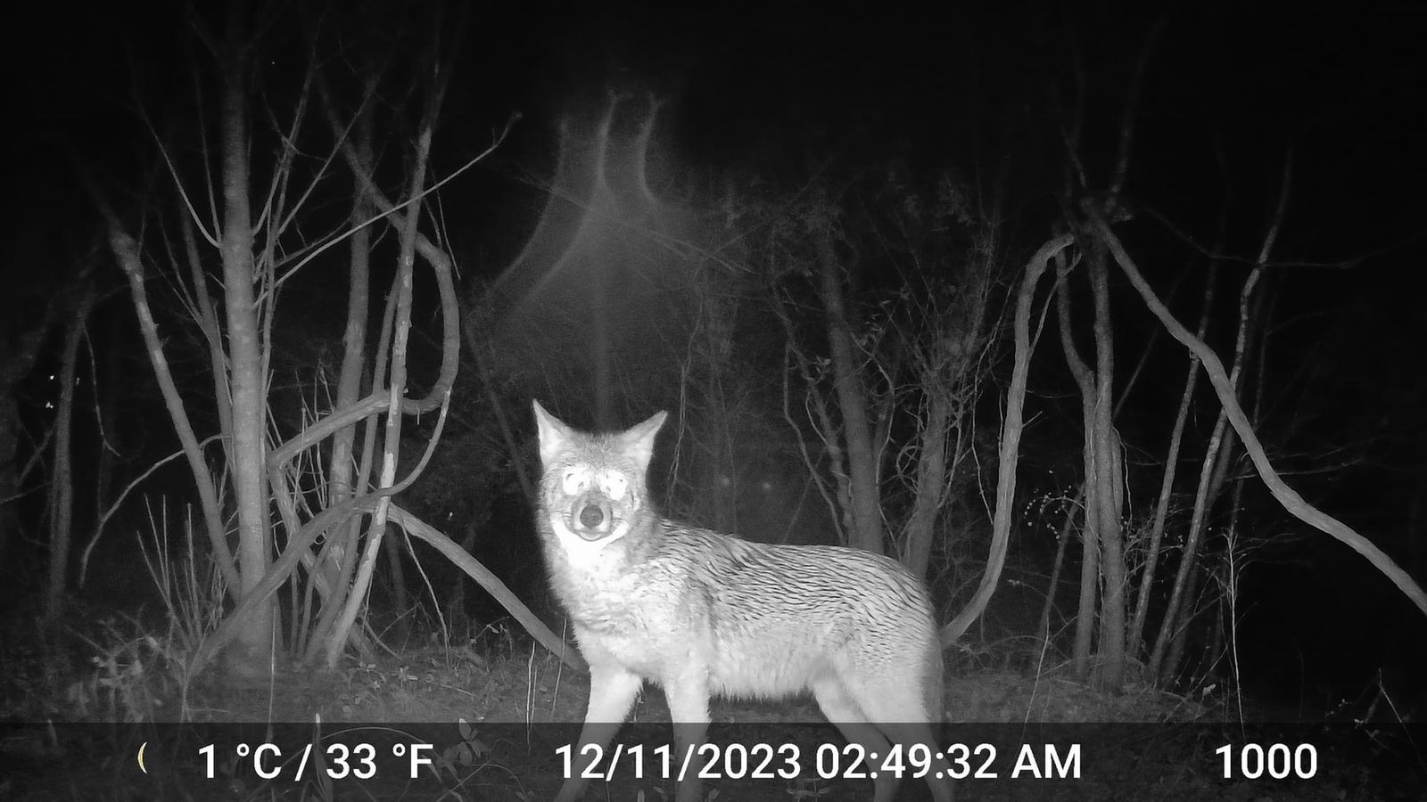 Urban & Suburban Coyotes in California post image