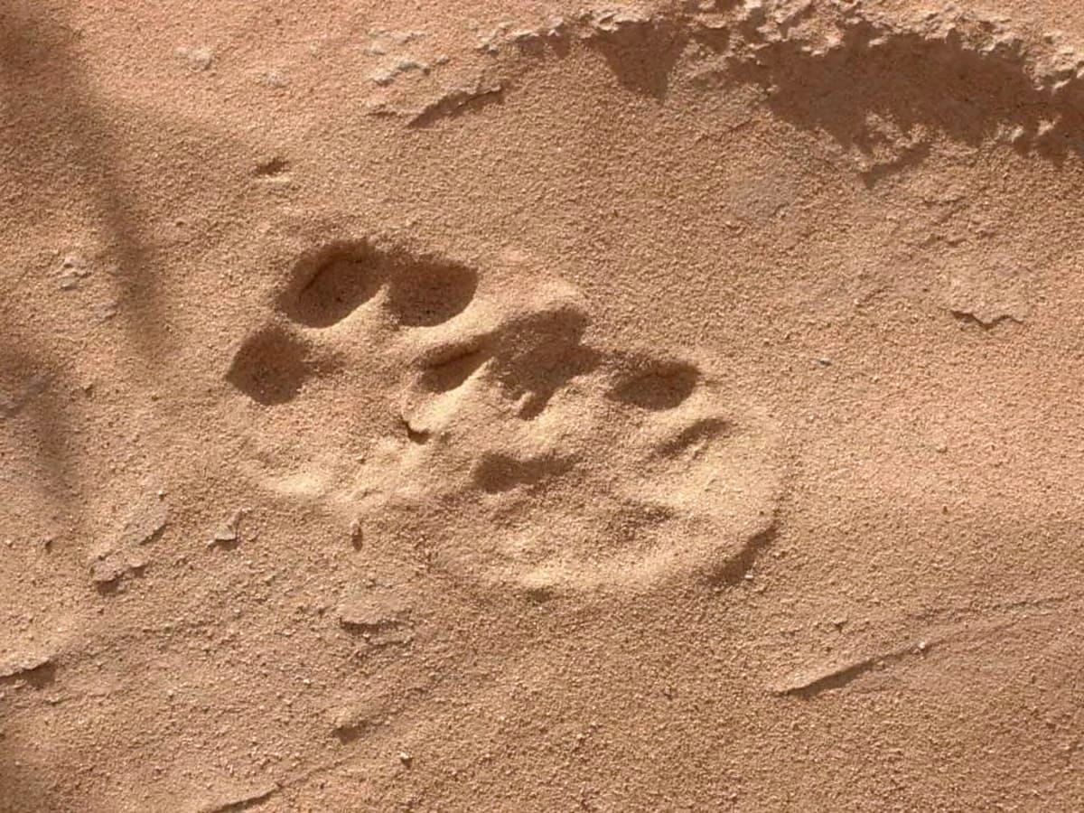 Biology & Natural History of Coyotes in California post image