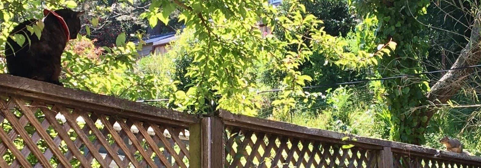 Kevin on the garden fence, a squirrel keeping its distance at the far end