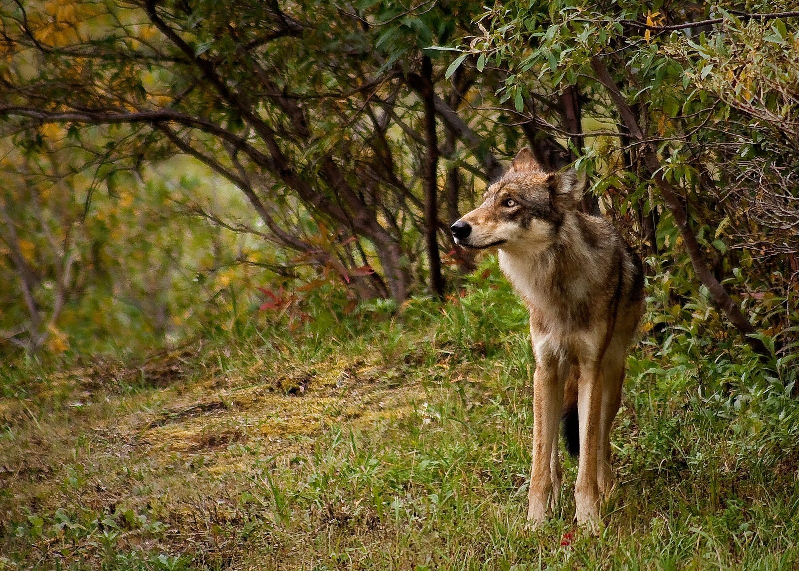 California Gray Wolves confirmed in 12 known packs by CDFW in 2026.