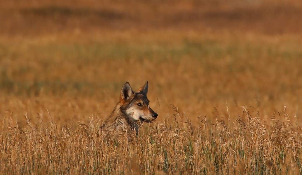 California Gray Wolves are having a record pup year in 2026. 
