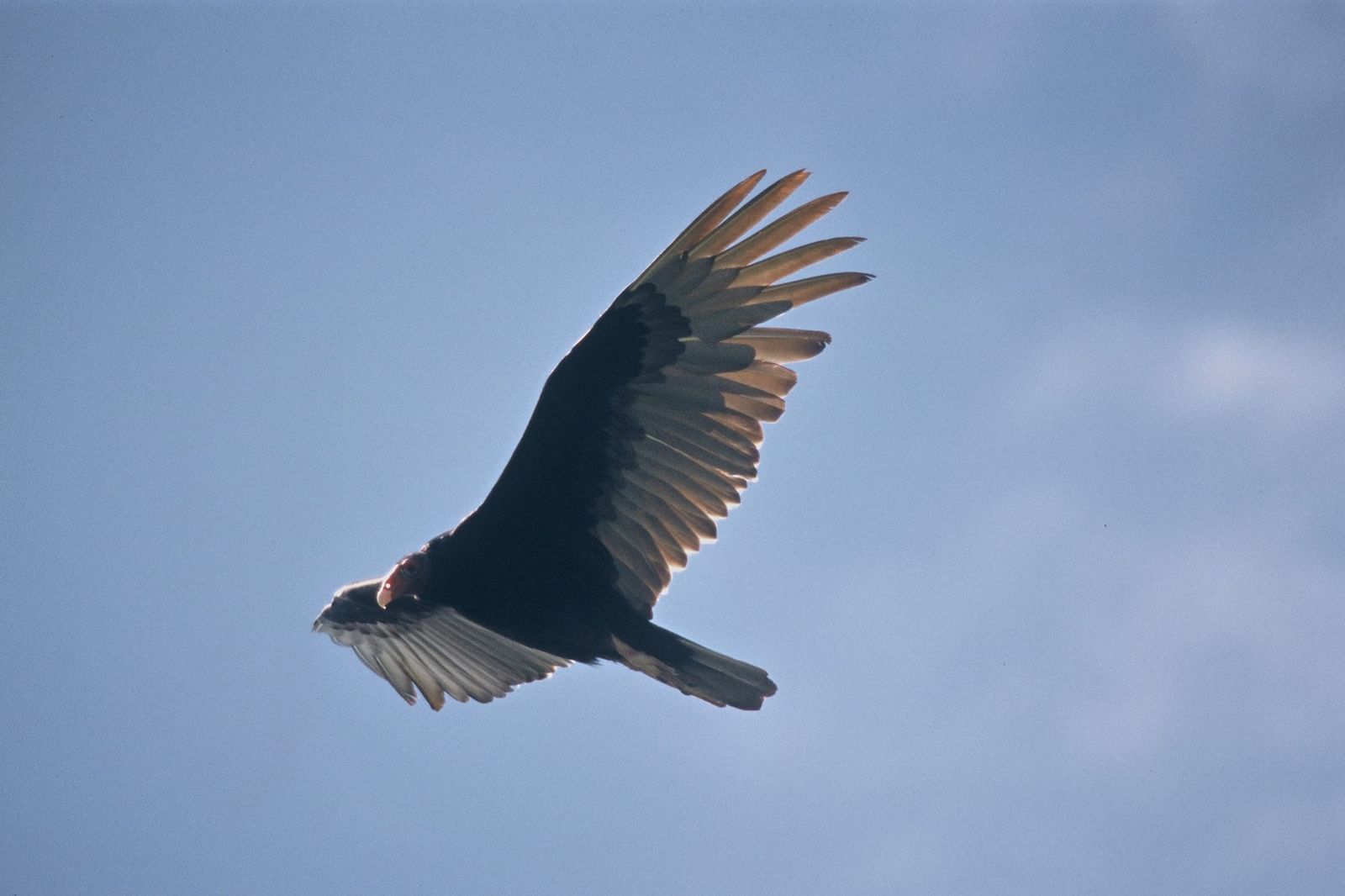 Turkey Vulture soaring with raised wings over California.