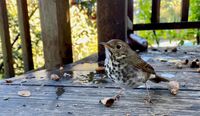 Brian's Birds: Introducing the California Catalog post image