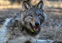 Map of California showing the generalized locations of GPS-collared gray wolves by pack, based on CDFW's Wolf Location Mapping System.
