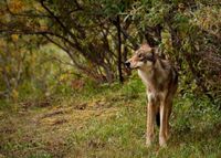 California Gray Wolves confirmed in 12 known packs by CDFW in 2026.