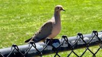 Mourning Dove in California perched on a fence.