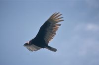 Turkey Vulture soaring with raised wings over California.
