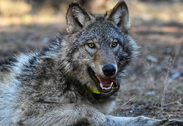 Map of California showing the generalized locations of GPS-collared gray wolves by pack, based on CDFW's Wolf Location Mapping System.