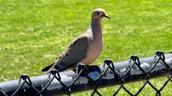 Mourning Dove in California perched on a fence.