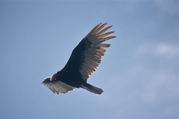 Turkey Vulture soaring with raised wings over California.