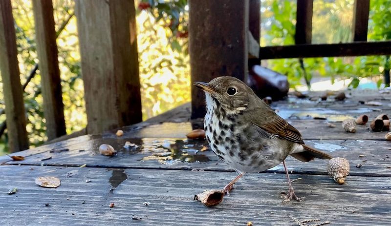 Brian's Birds: Introducing the California Catalog post image