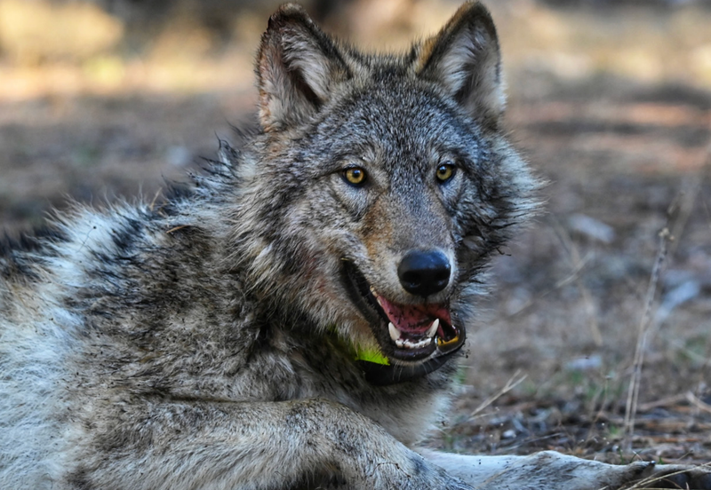Map of California showing the generalized locations of GPS-collared gray wolves by pack, based on CDFW's Wolf Location Mapping System.