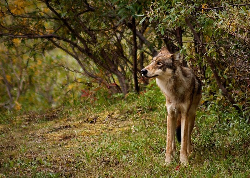 California Gray Wolves confirmed in 12 known packs by CDFW in 2026.
