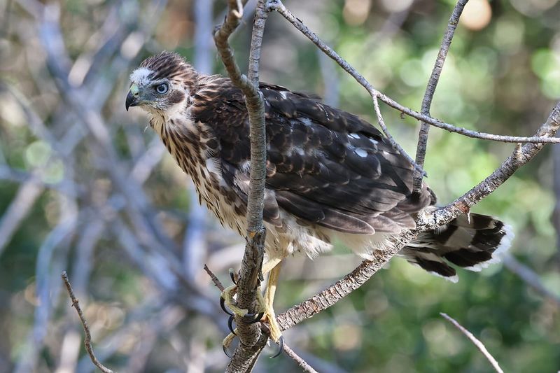 Fledgling Cooper's Hawk.