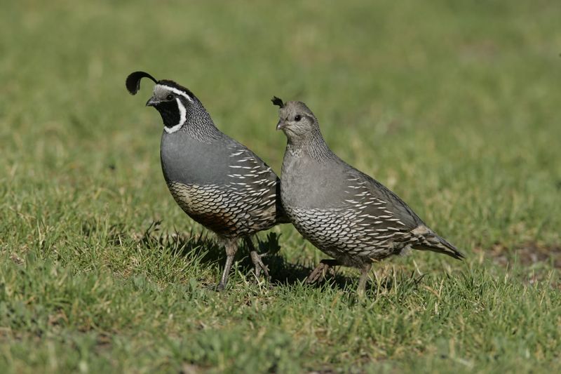 Master Guide to Birds in California.
