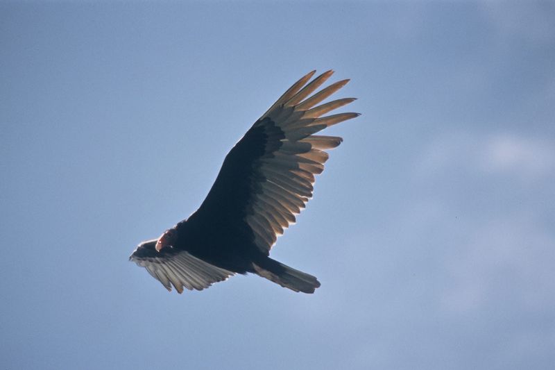 Turkey Vulture soaring with raised wings over California.