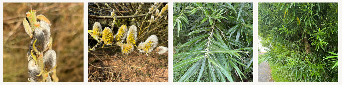 Willow (Salix)
