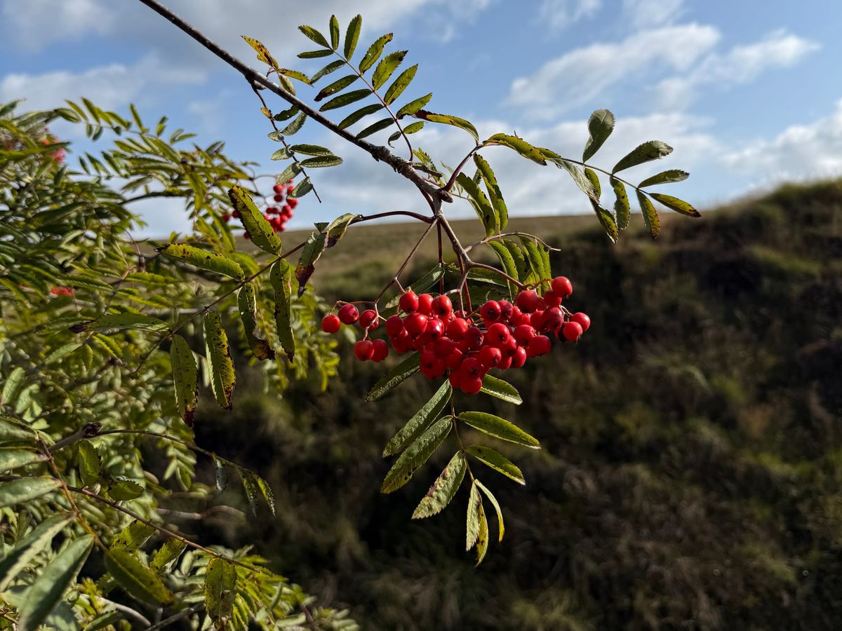 Chasing the Berries