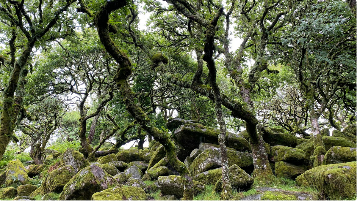 Hyper-local history: Dartmoor's pollen record