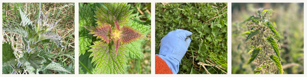 Stinging nettle (Urtica dioica)