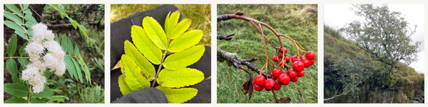 Rowan (Sorbus aucuparia)