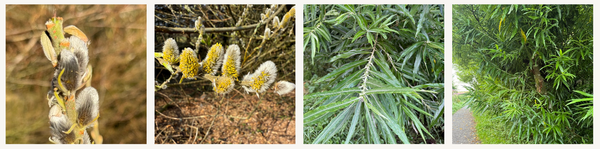 Willow (Salix)