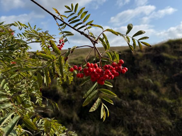 Chasing the Berries