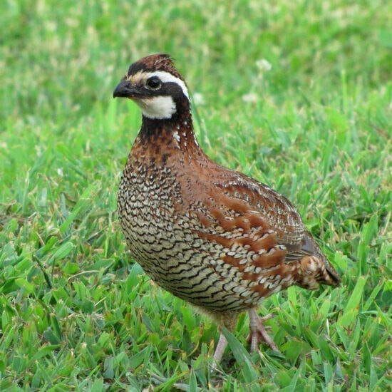 Northern bobwhite quail standing in short grass