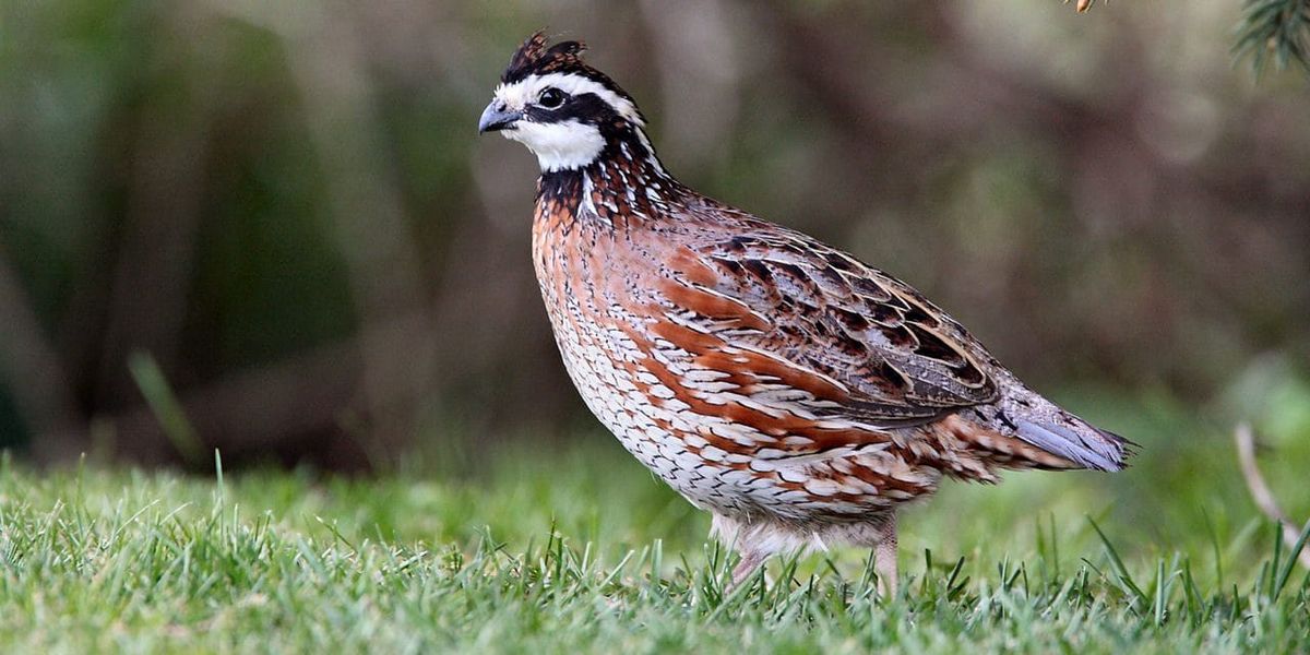 Northern bobwhite quail alert in open grass