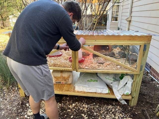 Keeper working on a partially built raised wooden quail coop outdoors
