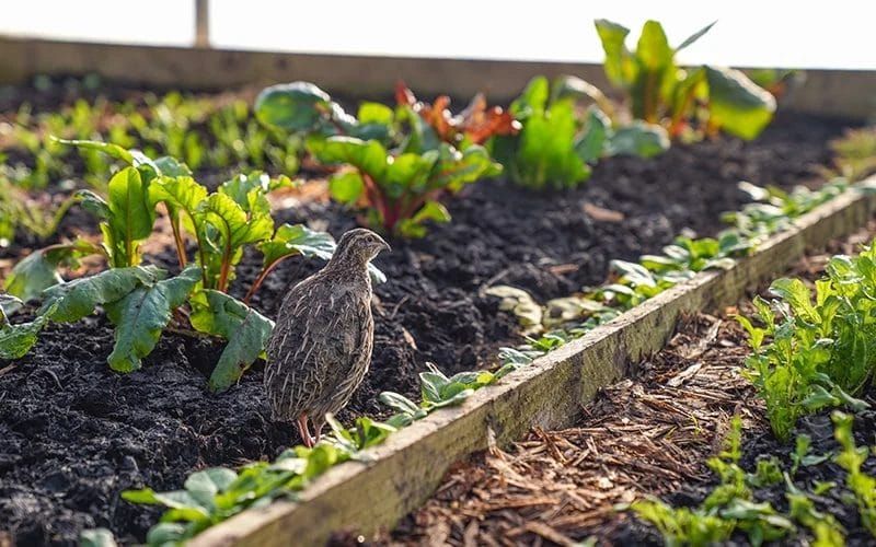 Pharaoh-patterned Coturnix quail standing in a raised garden bed among young vegetable plants
