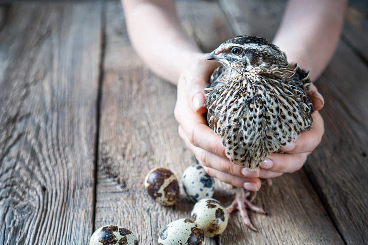 Hands cradling a Coturnix quail above a clutch of speckled quail eggs on a wooden table