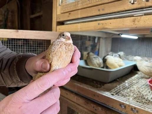 Keeper holding a Coturnix quail in the hand, brooder pen with chicks in the background