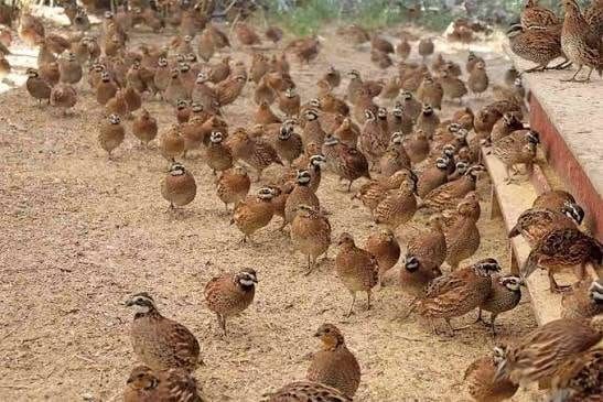 Large flock of quail on open ground in an outdoor pen