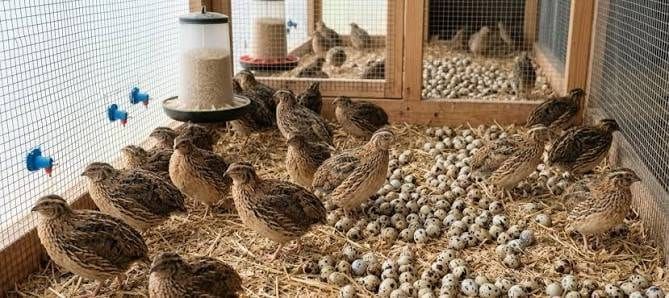 Brooder pen crowded with quail chicks around feeders and a waterer