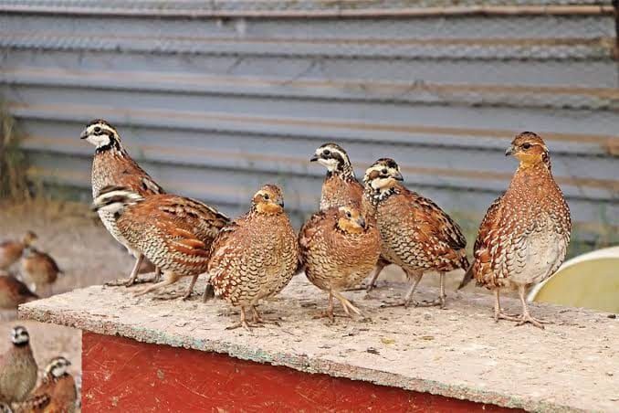 Covey of quail gathered on a wooden board in a pen