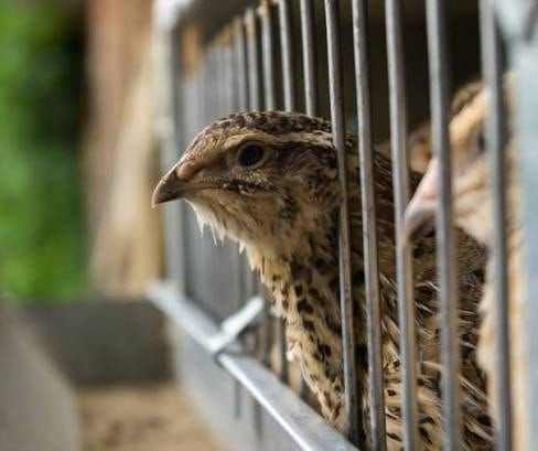 Close-up of a Coturnix quail head seen through cage bars