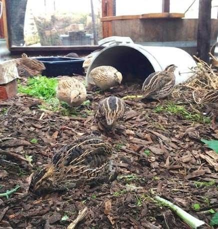 Coturnix quail foraging on wood-chip bedding