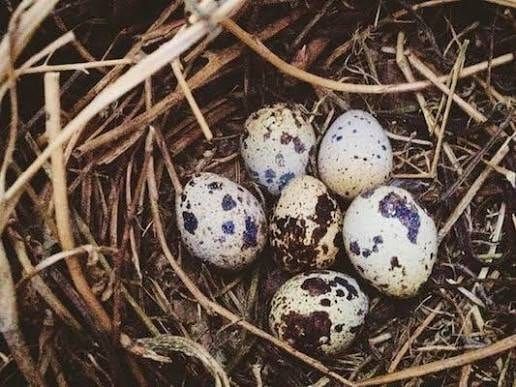 Speckled quail eggs in a straw nest