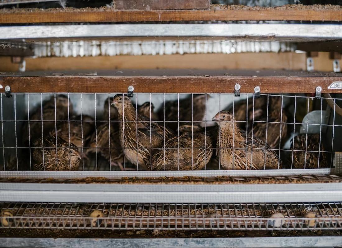 Stacked wire cages holding a large number of Coturnix quail