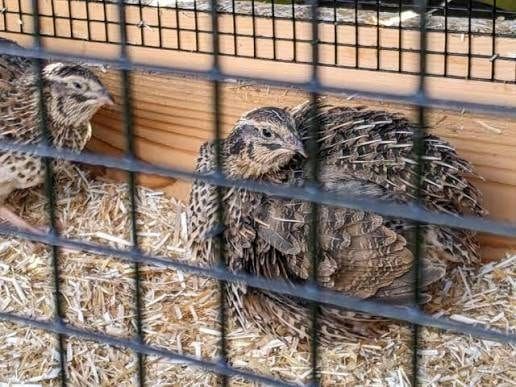 Two Coturnix quail inside a wire-fronted cage on straw bedding