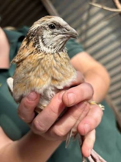 Young Coturnix quail held gently in cupped hands