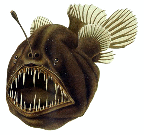 Classic scientific illustration of a humpback anglerfish, Melanocetus johnsonii, showing its illicium and bulbous bioluminescent lure (esca) extending from the head