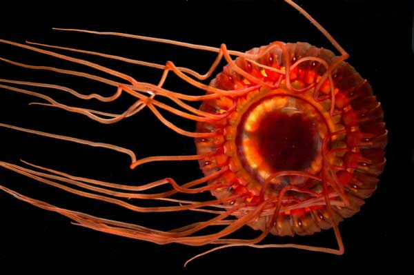 Photograph of Atolla wyvillei, the deep-sea crown jellyfish, captured during NOAA's Operation Deep Scope 2004 — the species whose alarm-flash defense Edie Widder reverse-engineered into her decoy