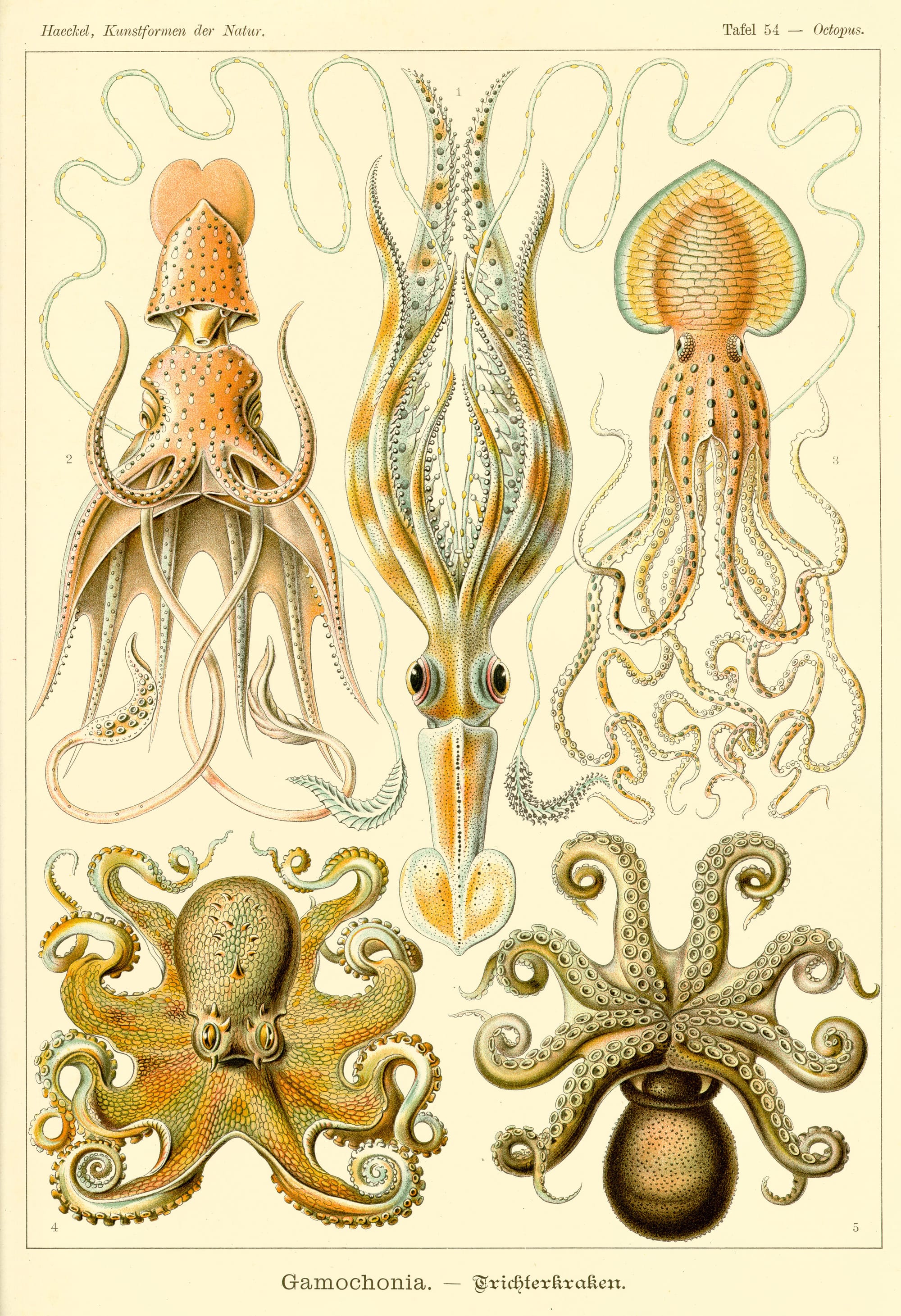 Ernst Haeckel's 1904 'Gamochonia' lithograph from Kunstformen der Natur — a plate of squids and octopuses rendered in scientific-illustration linework, the historical blueprint for the abyssal aesthetic