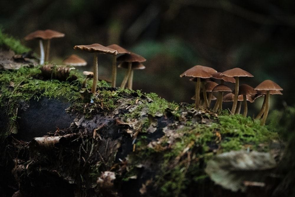 Cluster of small brown wild mushrooms growing on a green moss-covered log on a forest floor