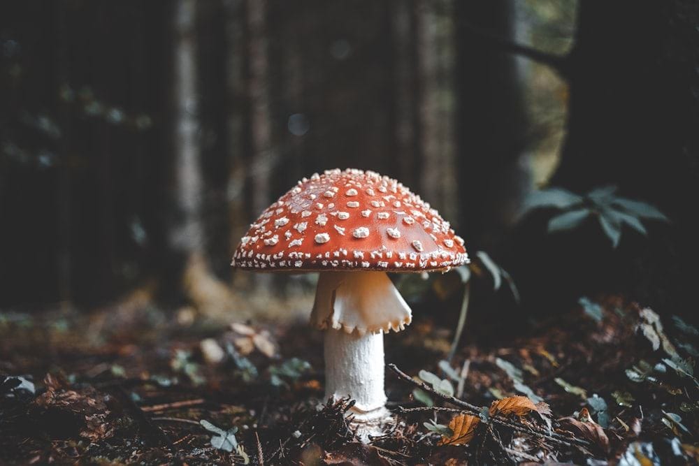 Single red and white fly agaric mushroom standing on the leaf-covered floor of a dim forest
