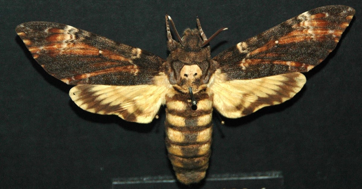 Death's-head hawkmoth specimen showing the skull-like marking on its thorax